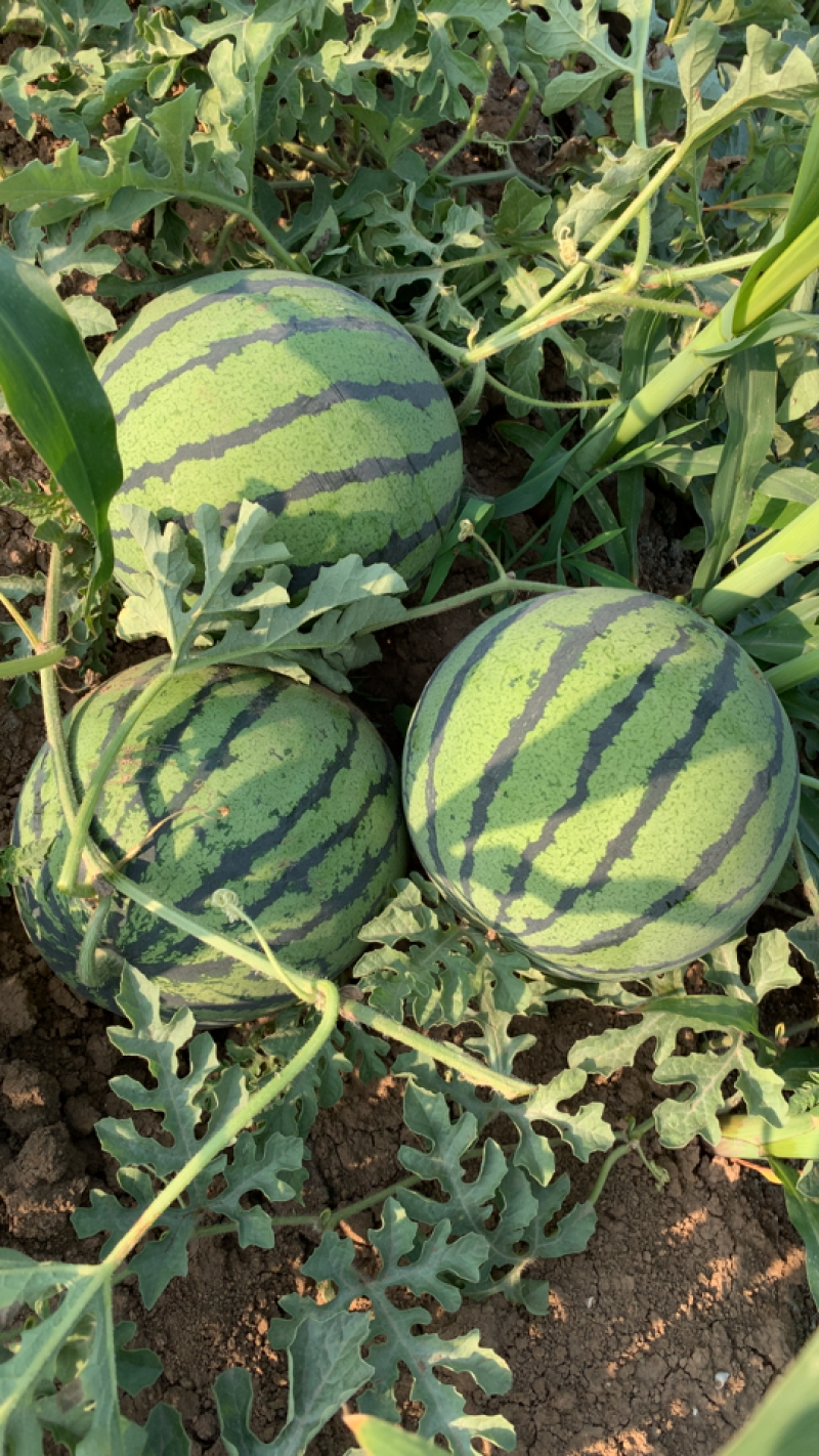 正宗台头西瓜