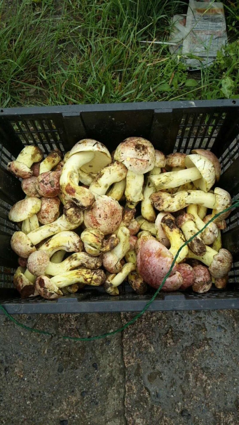 见手青（粉盖牛肝菌）鲜货