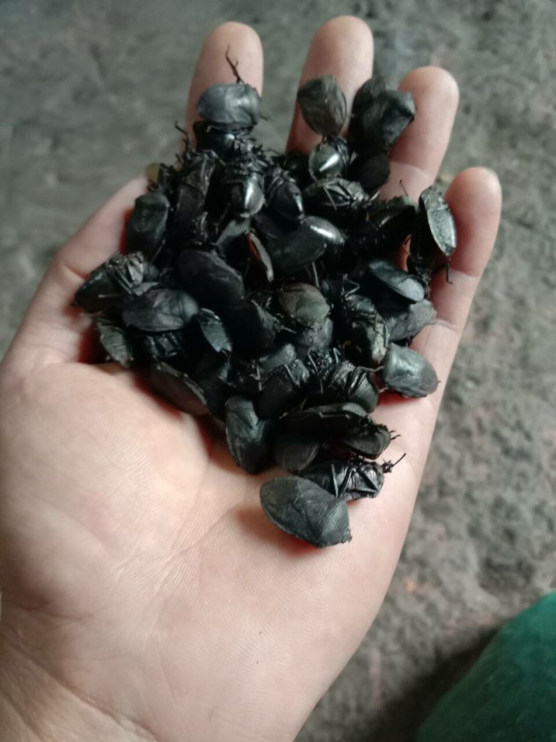 九香虫，臭屁虫，无油，