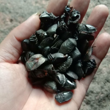 九香虫，臭屁虫，无油，