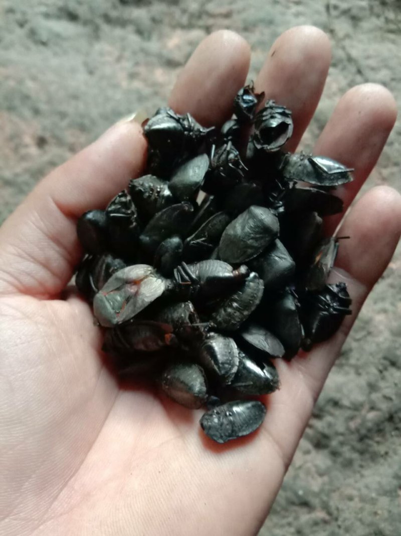 九香虫，臭屁虫，无油，