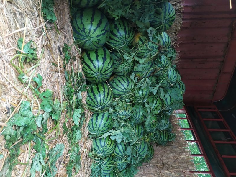 西瓜湖北西瓜京欣地雷瓜砂地种植瓤红甜度高耐储运，全国代发