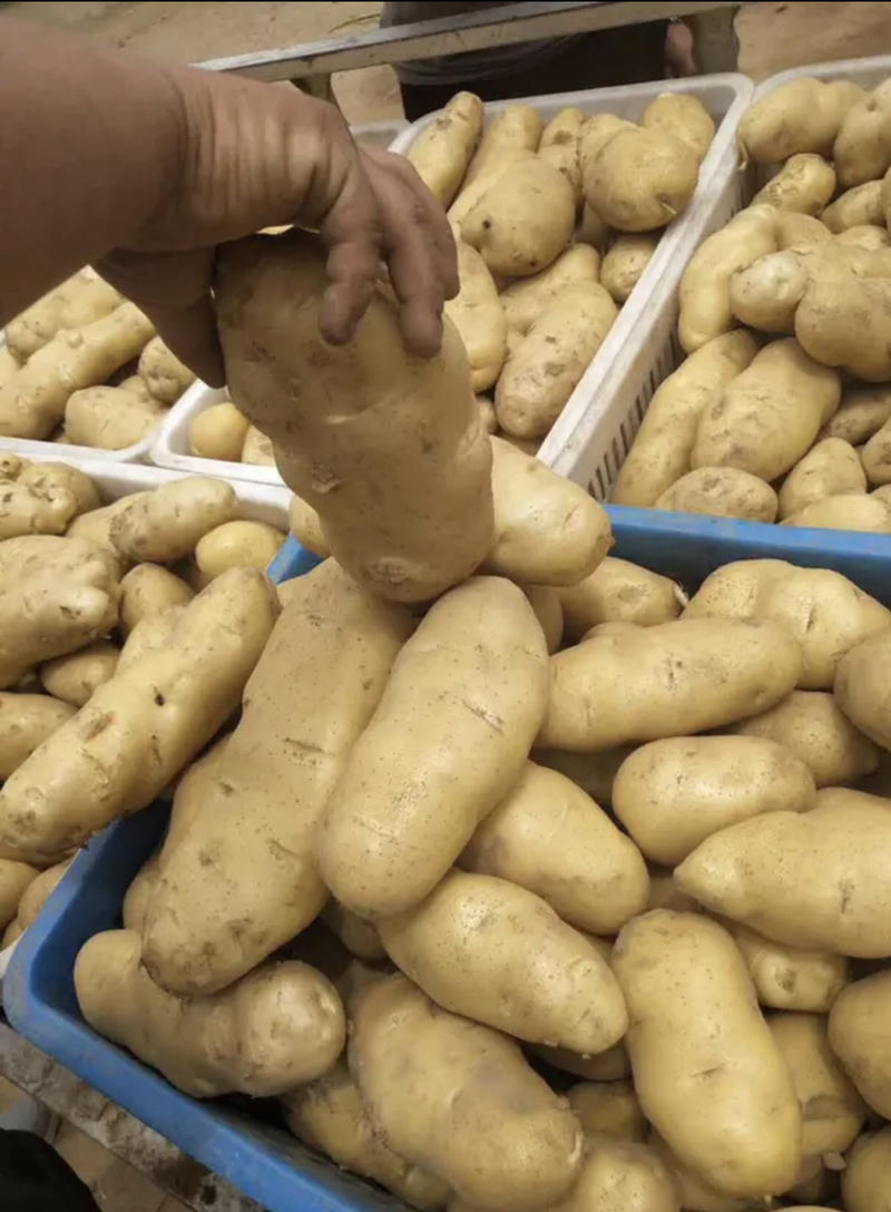 土豆荷兰十五号土豆，货源充足，产地直发，黄皮黄心