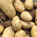 土豆荷兰十五号土豆，货源充足，产地直发，黄皮黄心