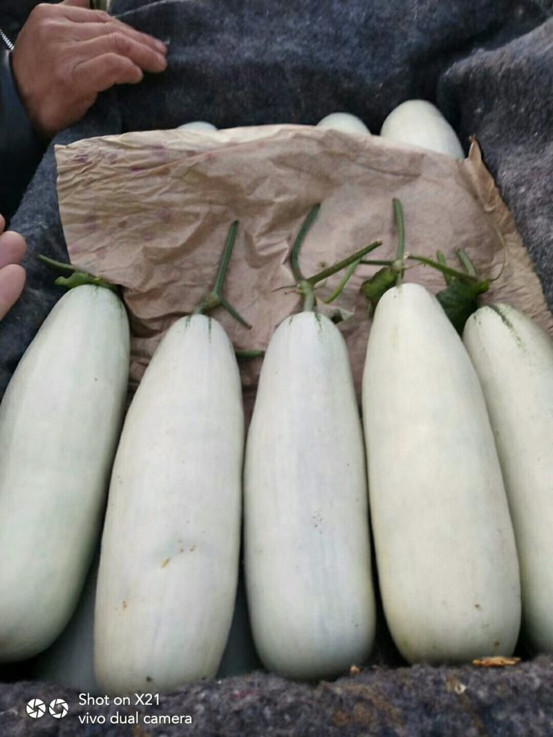 博洋甜瓜