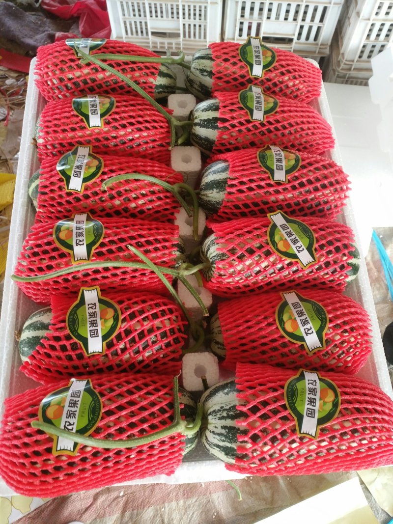 博洋甜瓜
