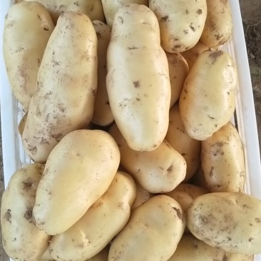 精品荷兰十五土豆兰陵县庄坞黄心土豆大量有货须要的联系