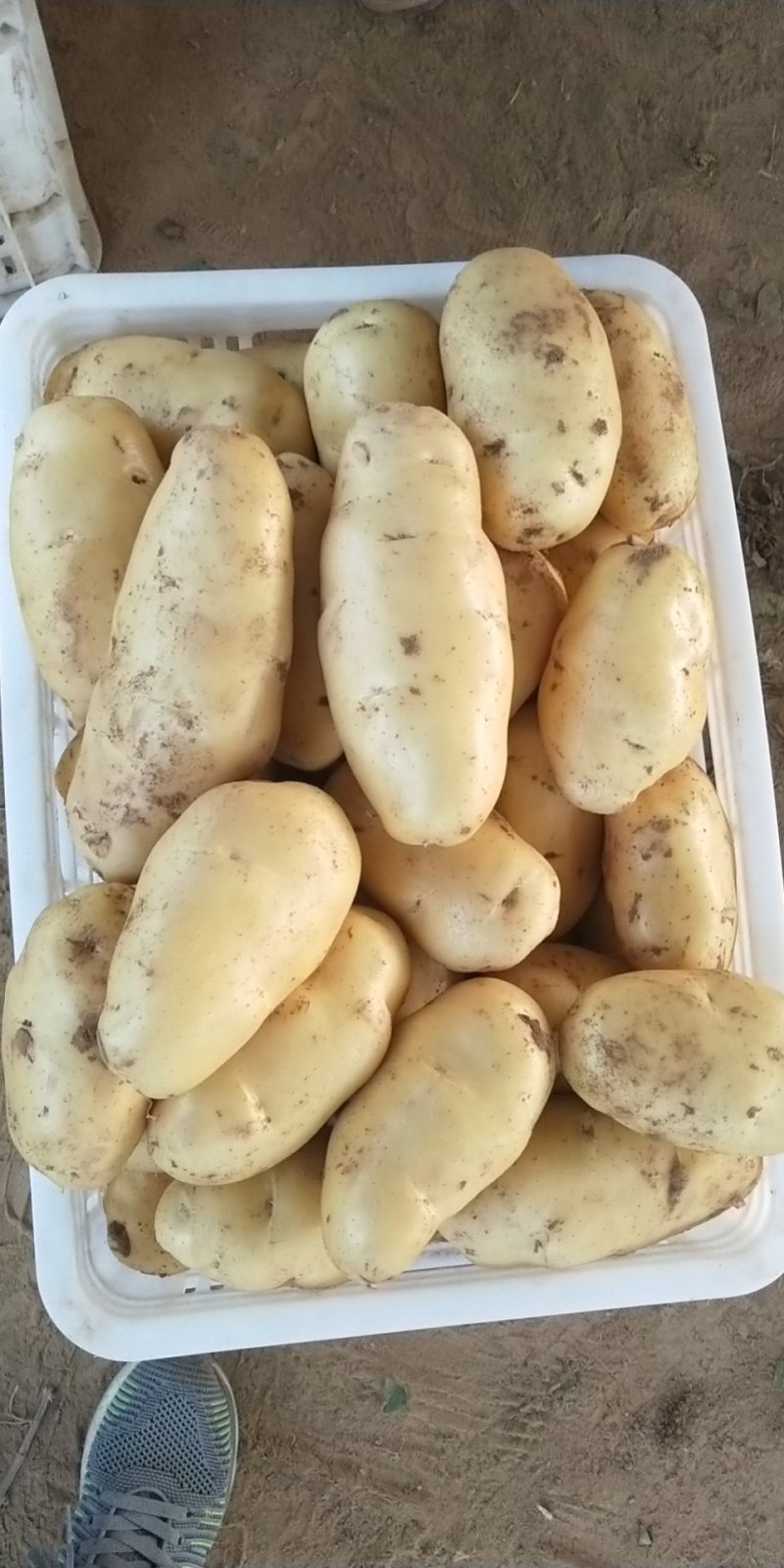 精品荷兰十五土豆兰陵县庄坞黄心土豆大量有货须要的联系