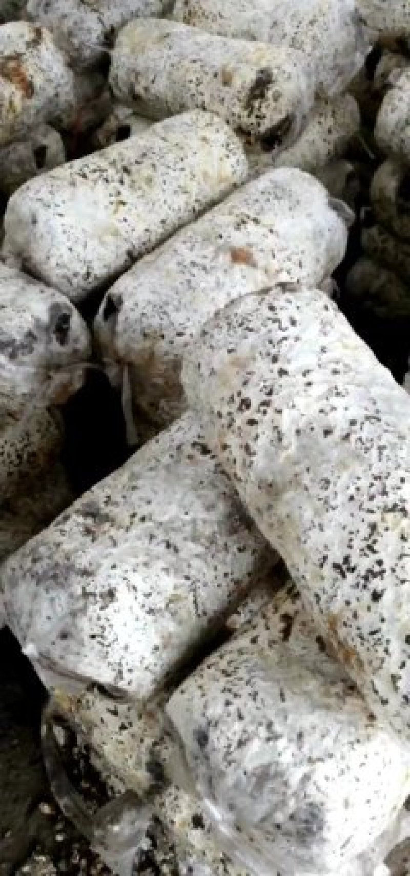 《1十2战鹰3号》三秒钟击倒蚊虫安全绿色无残留
