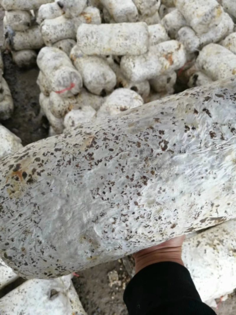 《1十2战鹰3号》三秒钟击倒蚊虫安全绿色无残留