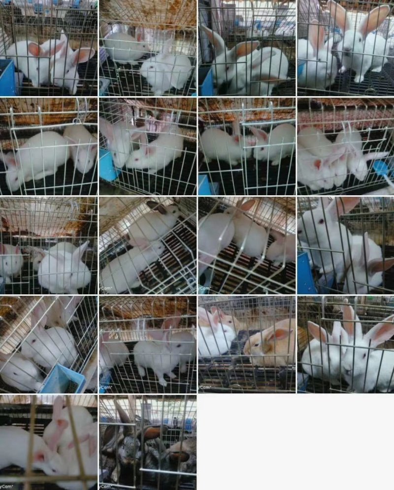 新西兰种兔，它抗病能力强，适应能力强