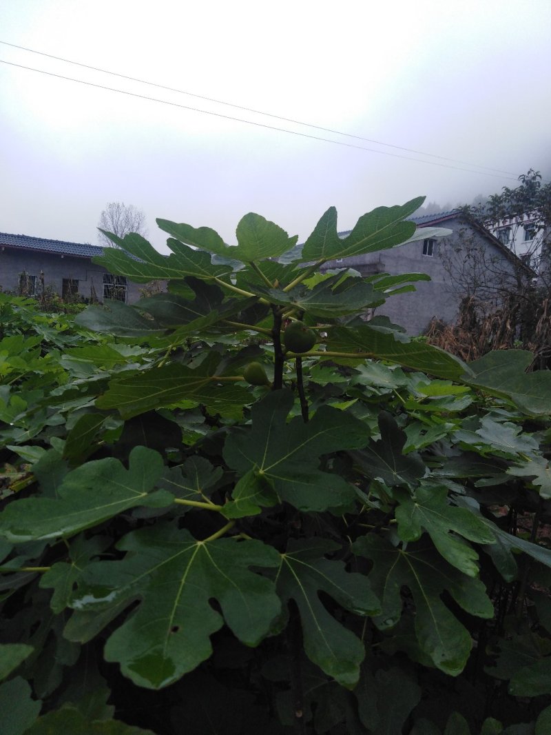 波姬红布兰瑞克无花果苗优质品种基地直发南方北方皆可种植