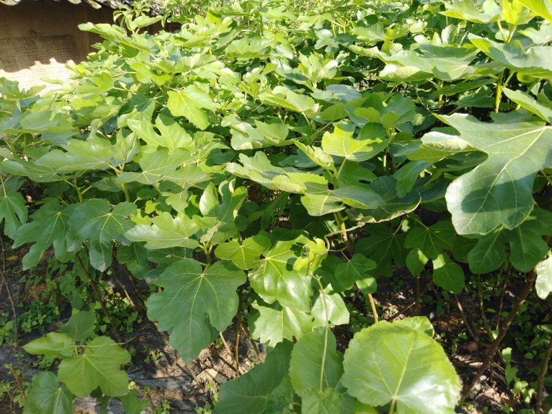 波姬红布兰瑞克无花果苗优质品种基地直发南方北方皆可种植