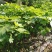 波姬红布兰瑞克无花果苗优质品种基地直发南方北方皆可种植