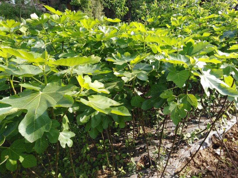 波姬红布兰瑞克无花果苗优质品种基地直发南方北方皆可种植
