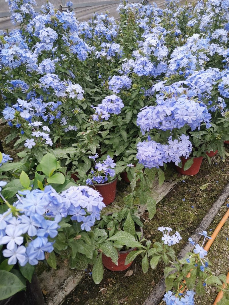 成都基地直供蓝雪花杯苗，蓝雪花杯苗杯苗价格