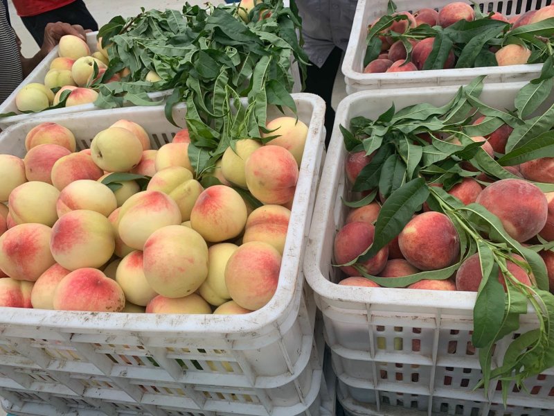 潍坊大量春艳小白桃现货便宜了