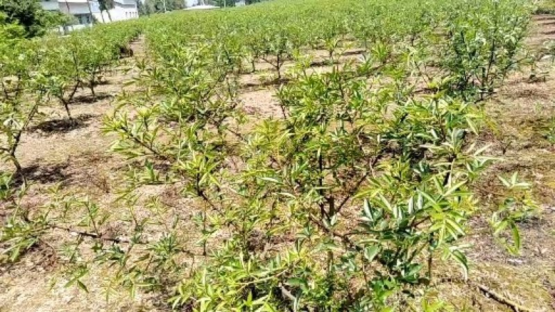 大红袍花椒苗九叶青花椒苗品种纯正现挖現发成活率高