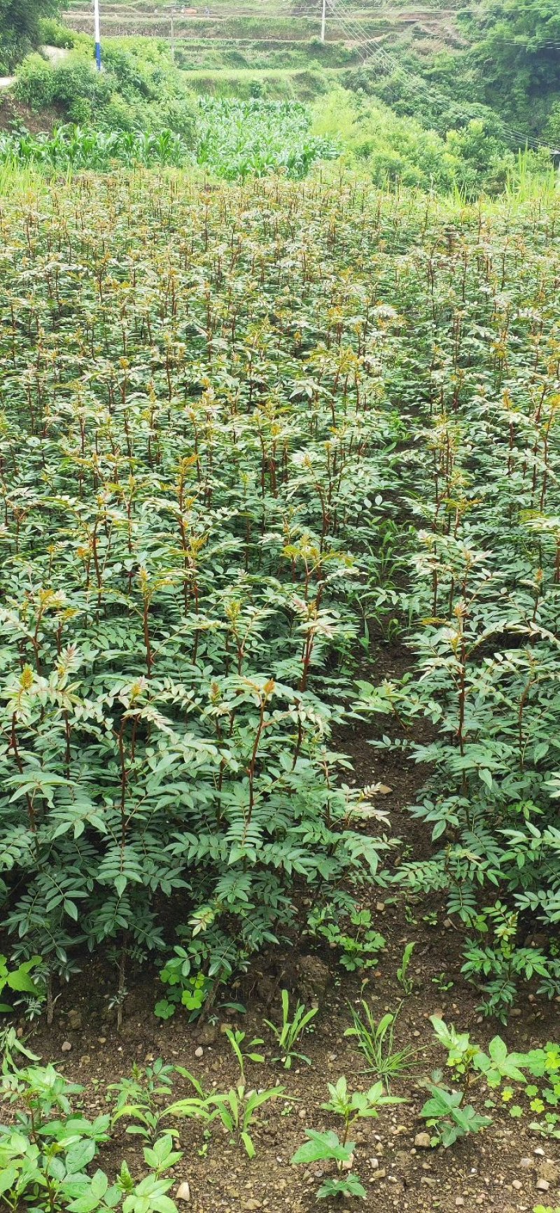 大红袍花椒苗九叶青花椒苗品种纯正现挖現发成活率高