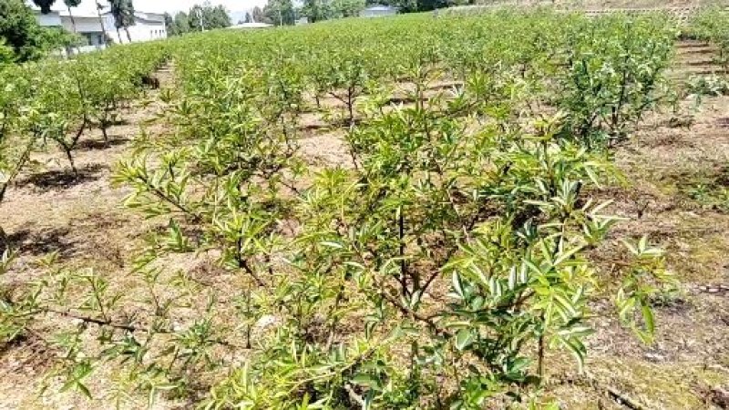大红袍花椒苗九叶青花椒苗品种纯正现挖現发成活率高