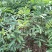 大红袍花椒苗九叶青花椒苗品种纯正现挖現发成活率高