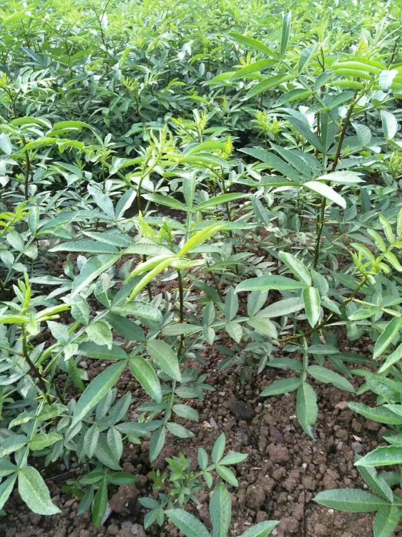 大红袍花椒苗九叶青花椒苗品种纯正现挖現发成活率高