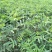 大红袍花椒苗九叶青花椒苗品种纯正现挖現发成活率高