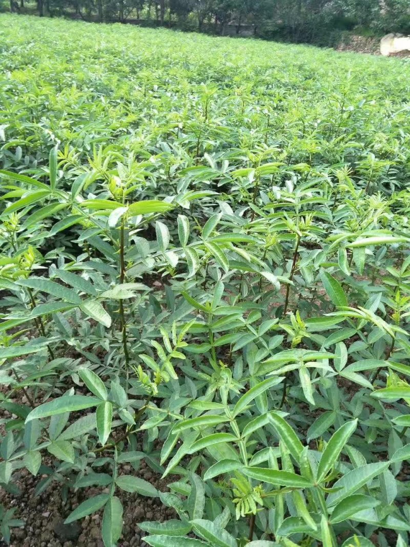 大红袍花椒苗九叶青花椒苗品种纯正现挖現发成活率高