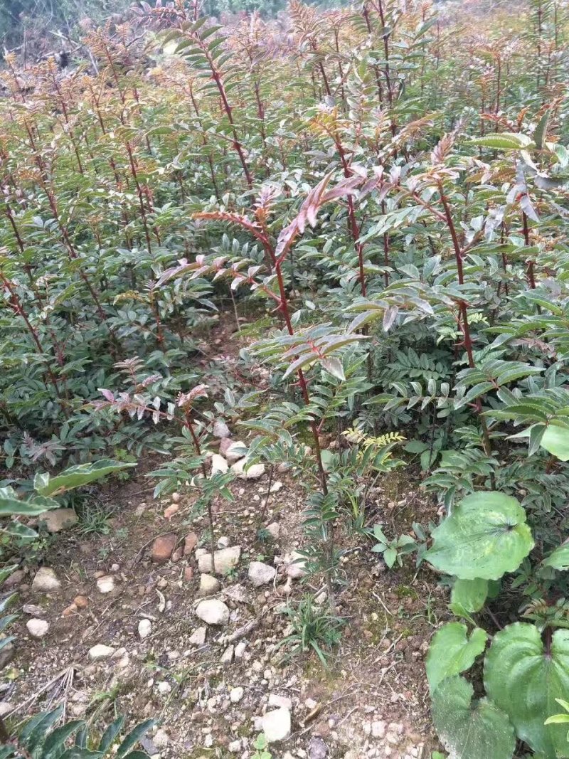 大红袍花椒苗九叶青花椒苗品种纯正现挖現发成活率高