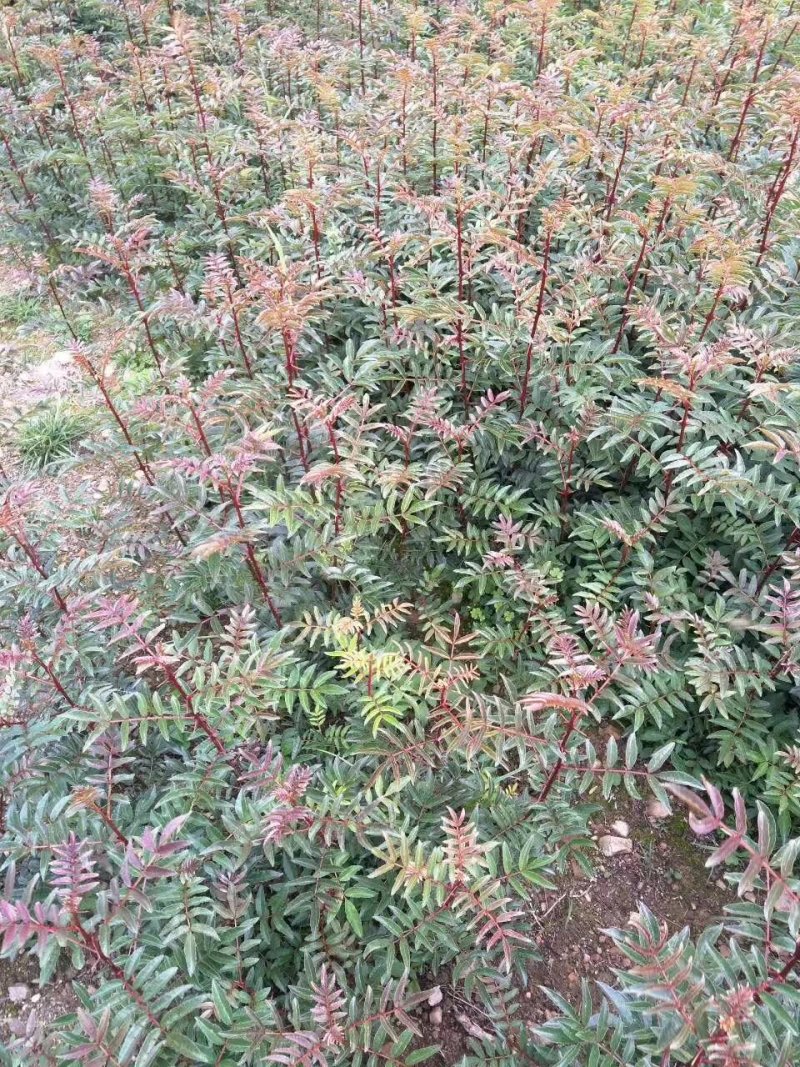 大红袍花椒苗九叶青花椒苗品种纯正现挖現发成活率高