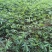 大红袍花椒苗九叶青花椒苗品种纯正现挖現发成活率高