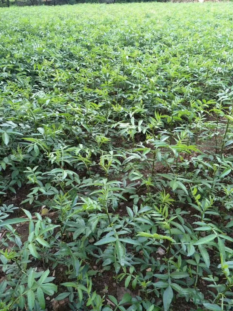大红袍花椒苗九叶青花椒苗品种纯正现挖現发成活率高