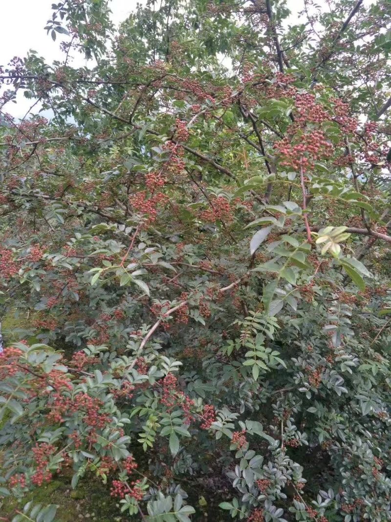 大红袍花椒苗九叶青花椒苗品种纯正现挖現发成活率高