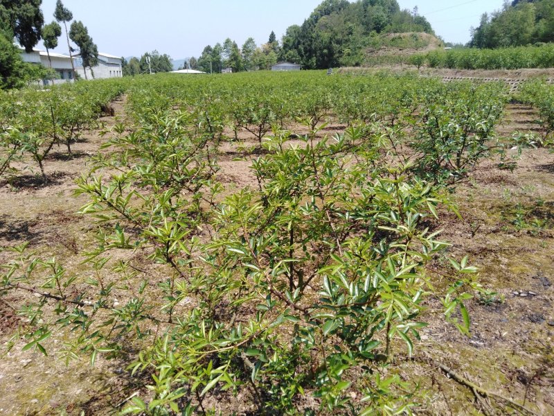 大红袍花椒苗九叶青花椒苗品种纯正现挖現发成活率高