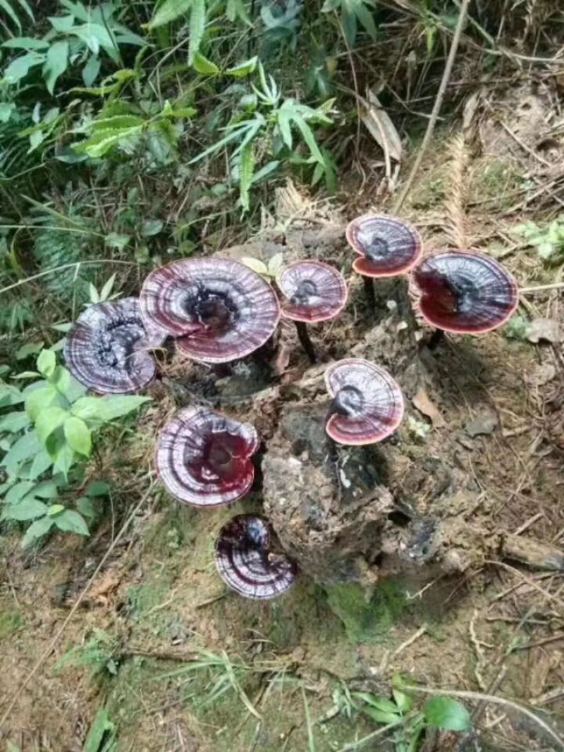 金秀大瑶山纯野生黑灵芝干货鲜货大量批发零售
