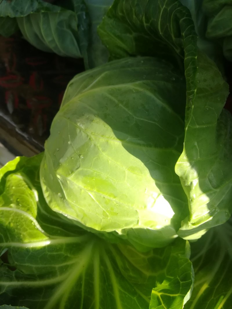 张家口蔬菜基地现货大量供应甘蓝2-3斤菜宣无虫眼，市场货