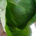 【产区直供】张家口蔬菜基地现货供应甘蓝菜好软度合适无虫眼