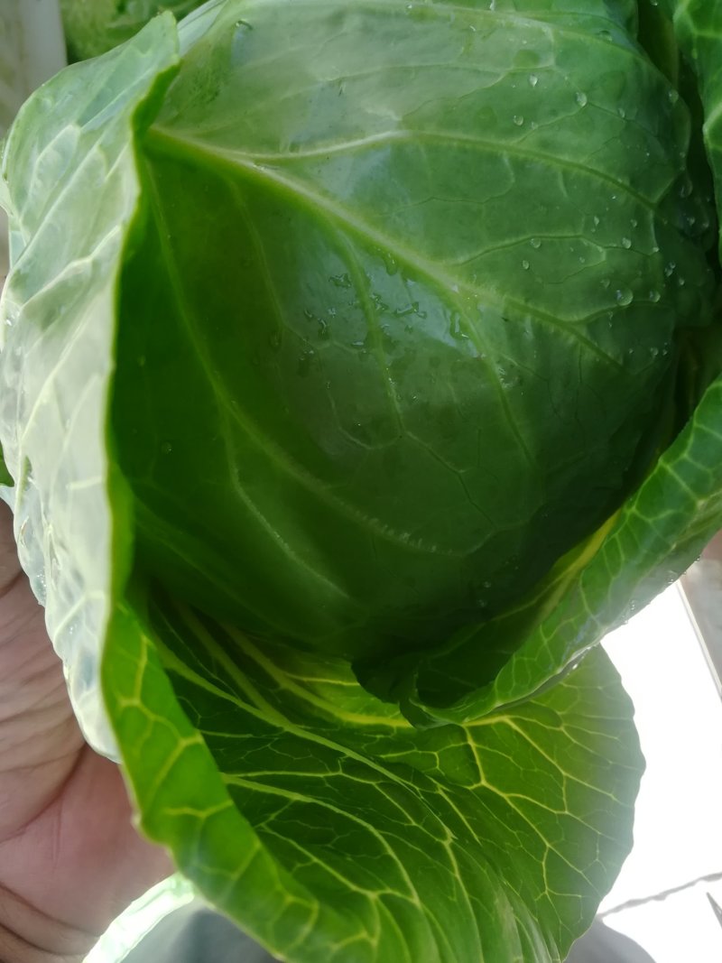 【产区直供】张家口蔬菜基地现货供应甘蓝菜好软度合适无虫眼
