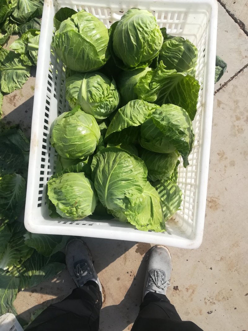 【产区直供】张家口蔬菜基地现货供应甘蓝菜好软度合适无虫眼
