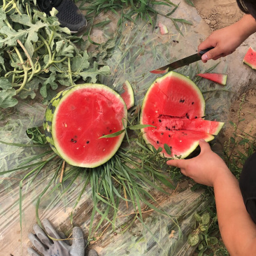 河北保定西瓜大量供应