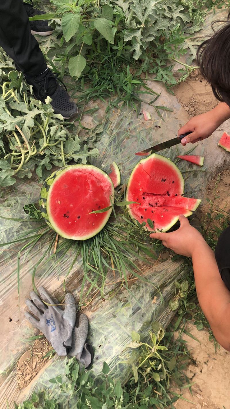 河北保定西瓜大量供应