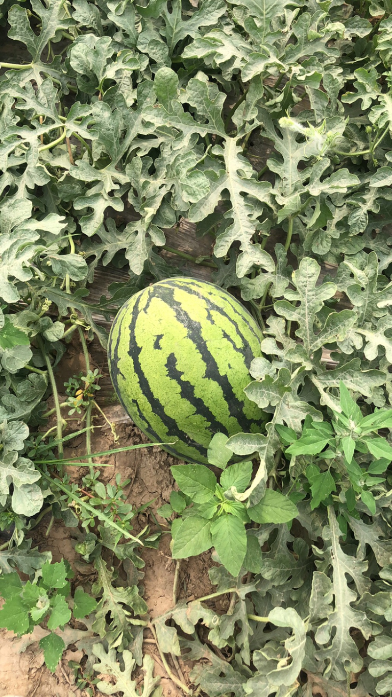 河北保定西瓜大量供应