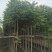 出售海南红豆移植袋苗5-15公分需要的老板联系