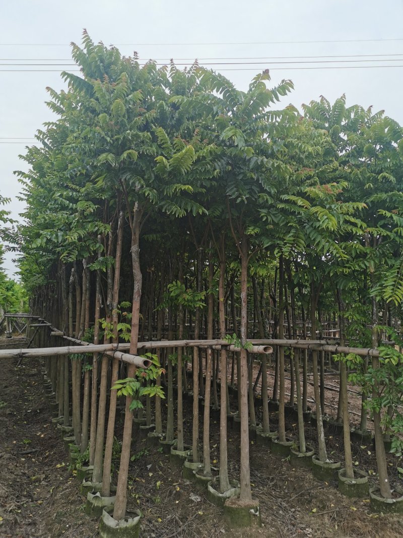 出售海南红豆移植袋苗5-15公分需要的老板联系