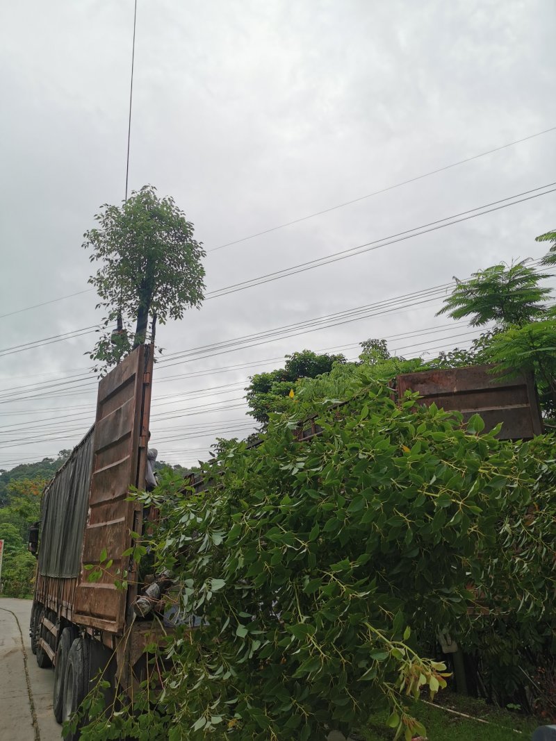 出售海南红豆移植袋苗5-15公分需要的老板联系