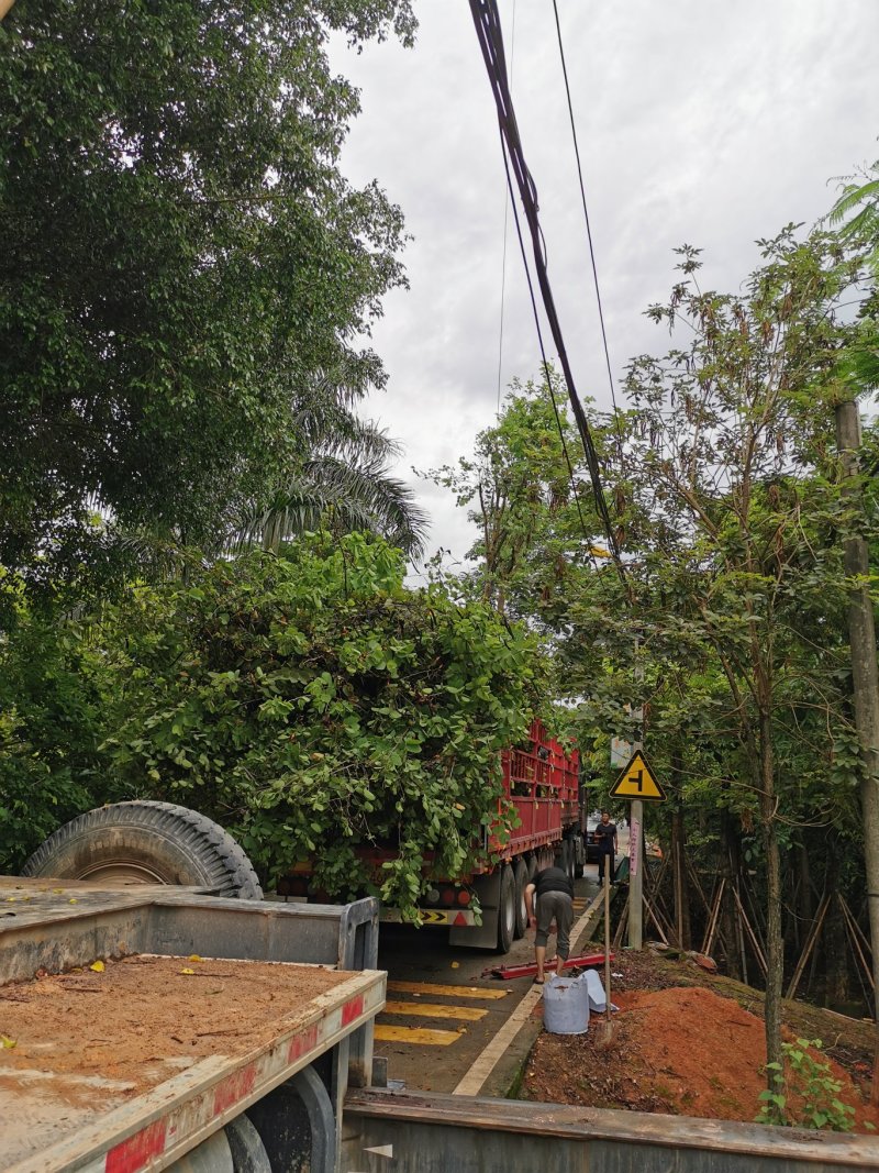 出售海南红豆移植袋苗5-15公分需要的老板联系
