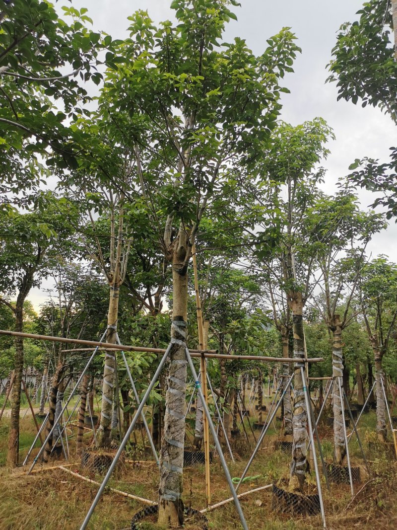 出售海南红豆移植袋苗5-15公分需要的老板联系