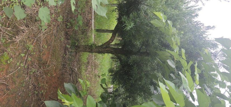 罗汉松大量供应8到25公分，具体情况详谈