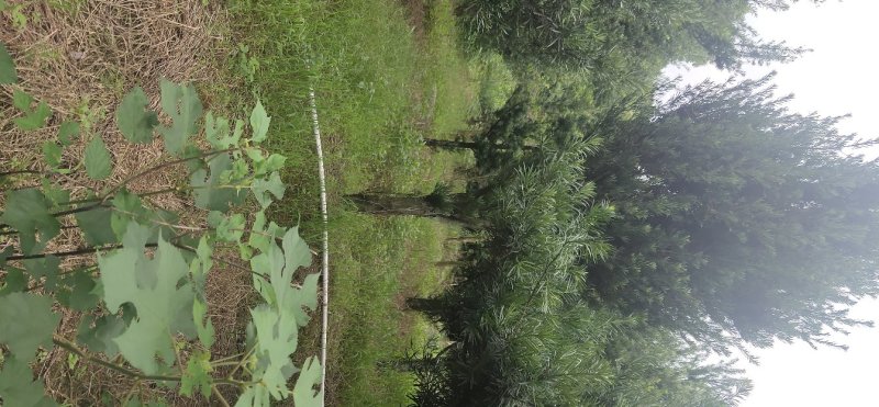 罗汉松大量供应8到25公分，具体情况详谈