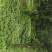 罗汉松大量供应8到25公分，具体情况详谈